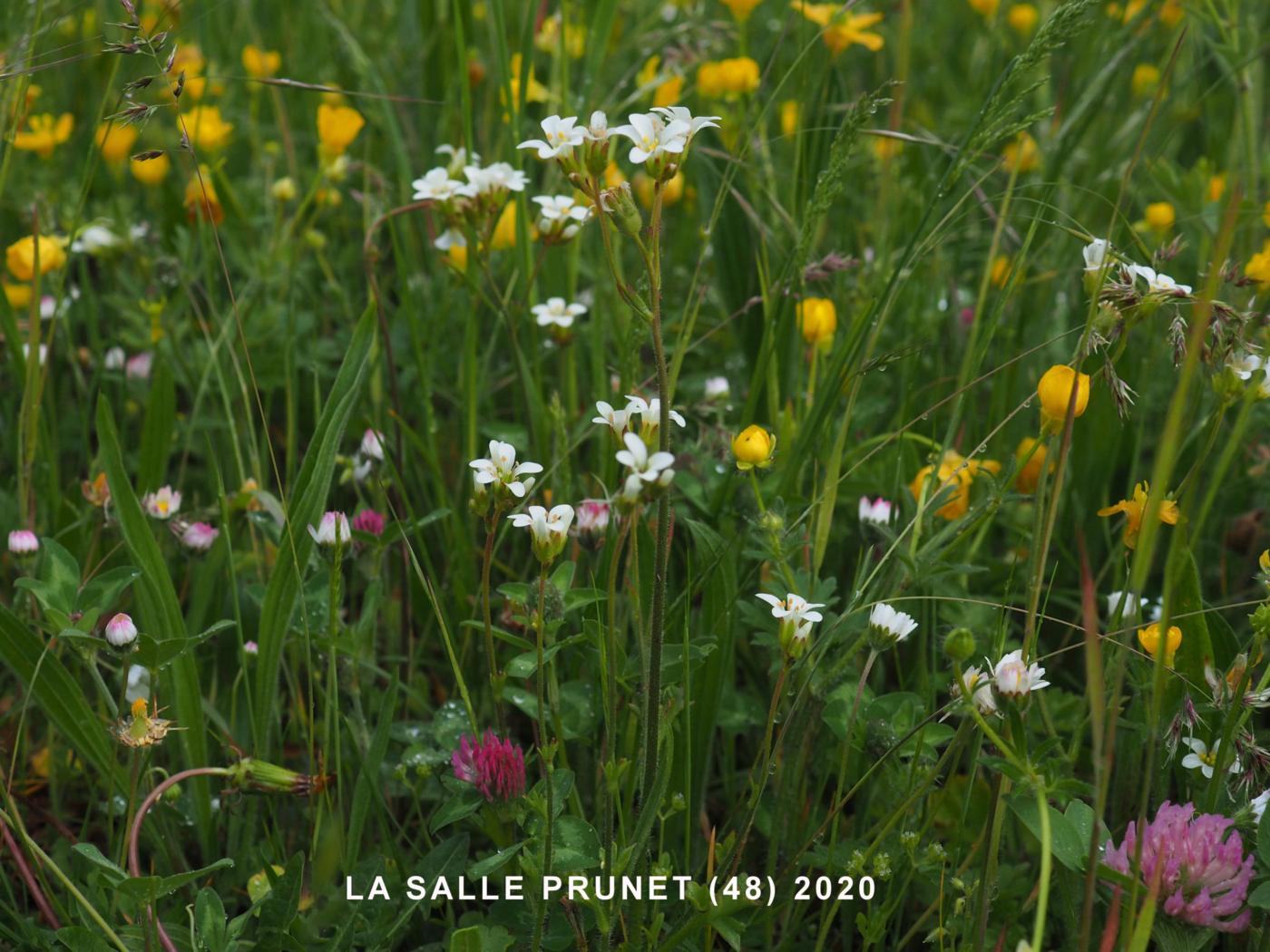 Saxifrage, Meadow plant